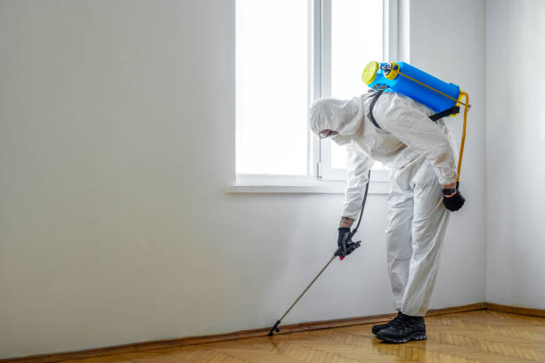 Best Wasp Removal Services  in St Augustine Shores, FL