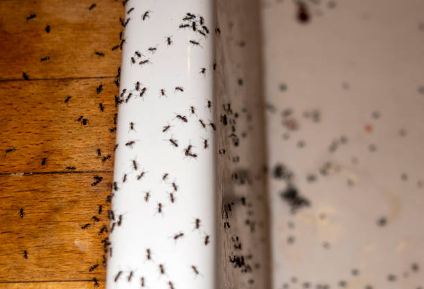 Insect Control in St Augustine Shores, FL