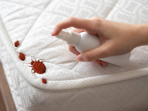 Best Emergency Pest Control  in St Augustine Shores, FL