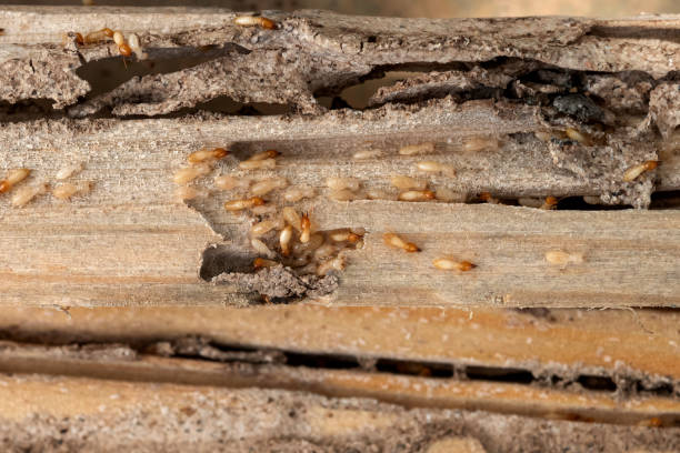 Trusted St Augustine Shores, FL Pest Control Experts